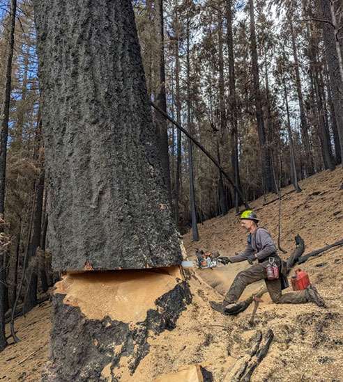 Sustainable Logging Experts