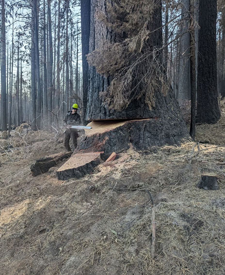 Logging Company in Humboldt County, CA